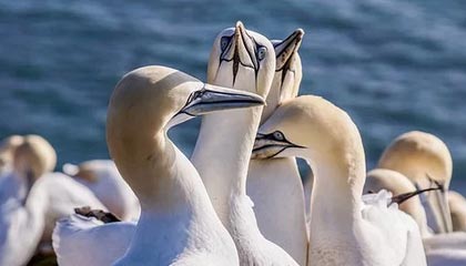 屯昌伴游，定制QQ：3494206190微信：act1322