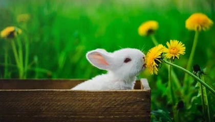 伴游服务的特点